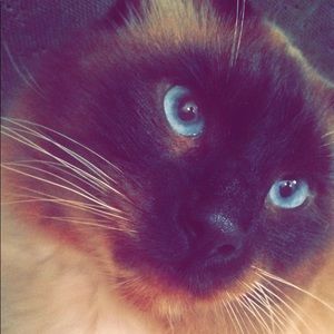 Meet your Posher, Helena